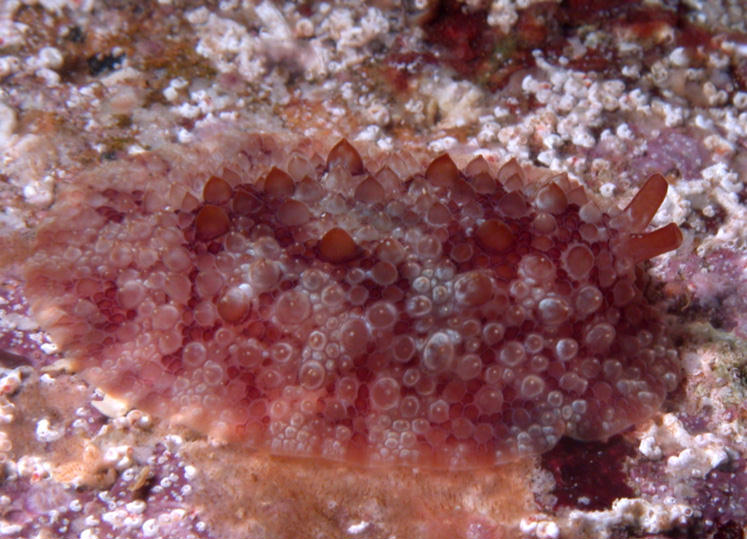 Pleurobranchus areolatus